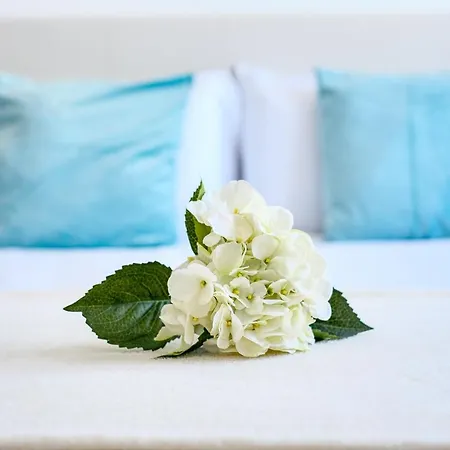 The Ocean View Senator Modern *